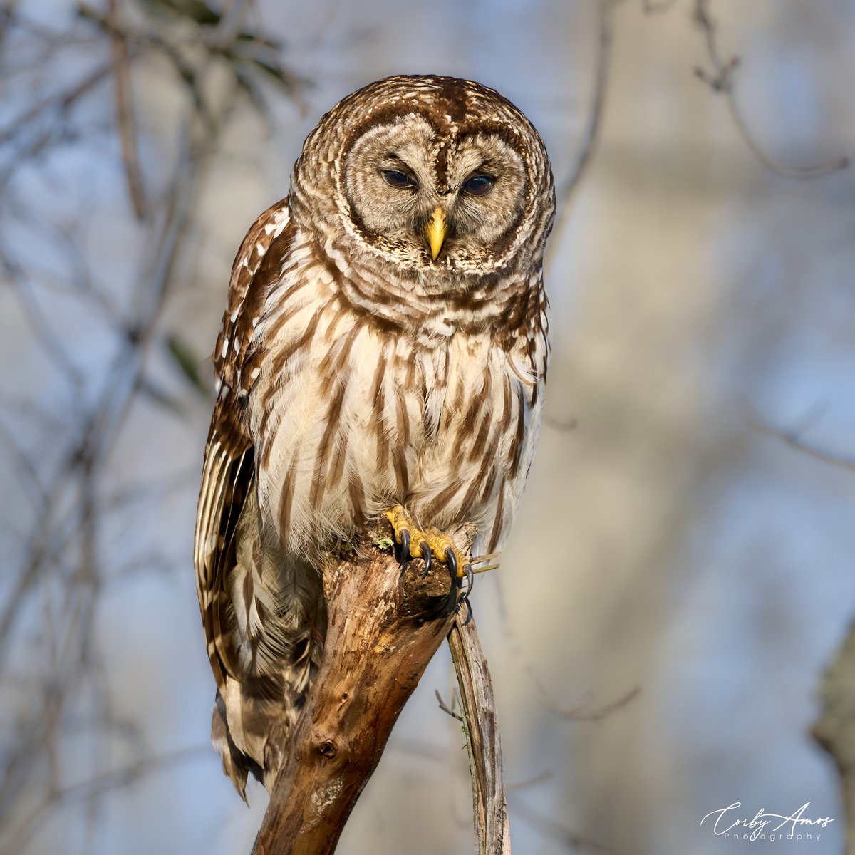 Barred Owl . ko-fi.com/corbyamos . linktr.ee/corbyamos . #birdphotography #birdwatching #BirdTwitter #twitterbirds #birdpics #BirdsofTwitter