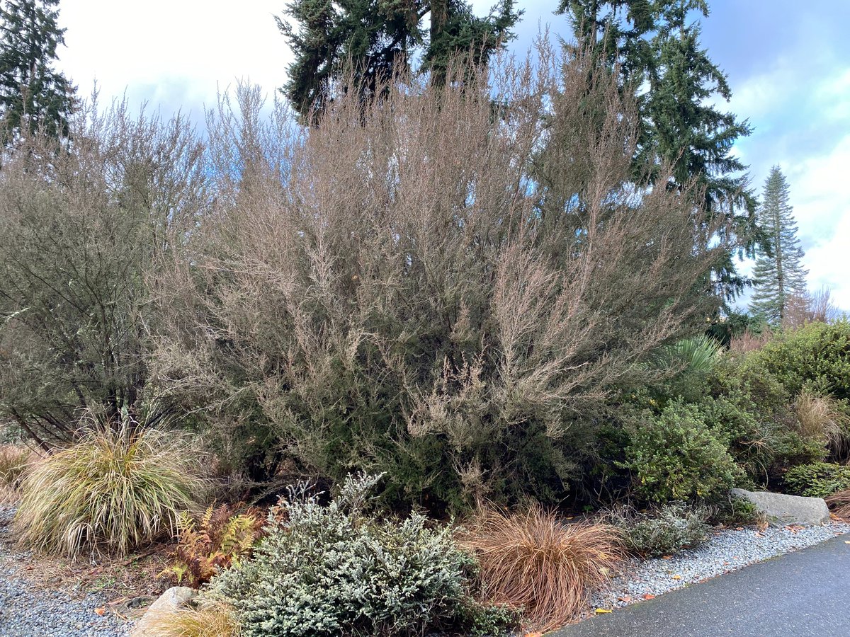 Check out our December Plant Profile on tea trees! Several species in the Leptospermum genus can be found in the Pacific Connections garden at the Washington Park Arboretum. botanicgardens.uw.edu/about/blog/202…