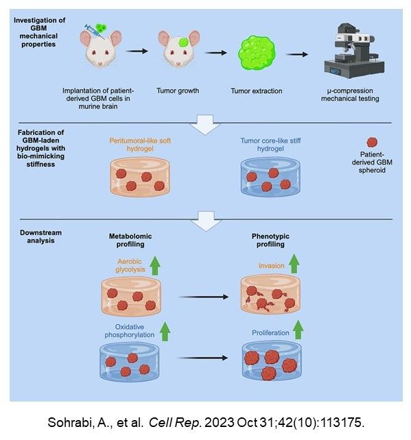 Using bioengineered scaffolds & patient-derived #glioblastoma spheroids in a study funded by #CancerTEC, @asohrabi6788, @Austin_Lefebvre, @seidlits et al. showed that microenvironmental stiffness induces metabolic reprogramming in #BrainTumors @CellReports bit.ly/41ewT01