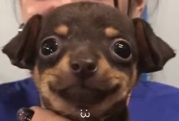 ㅤ
Hoy descubrió que los piratas no son vampiros.
ㅤ