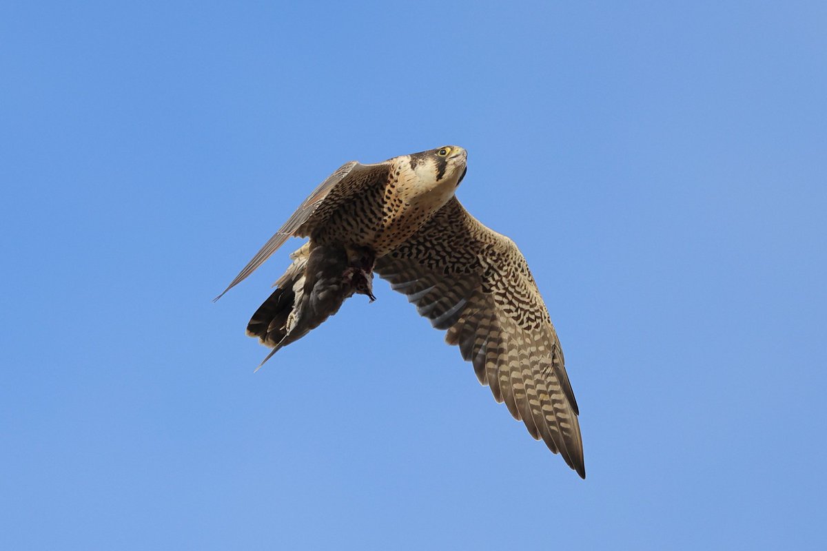 De setembre a maig arriba un contingent de pelegrins nòrdics (a Cat es calculen +25 exs ), bàsicanent del N de Finlàndia i la Rússia europea, la majoria als principals aiguamolls litorals. La muda activa  durant aquest període és diagnòstic.