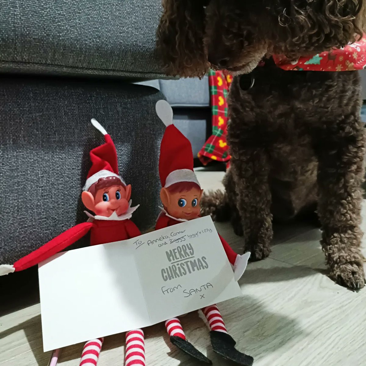 Why have you crossed my name out on our card from Santa!?🎅🐩🐾

#naughtyelves #elfontheshelf #ziggyiggyandizzy #hearingdogsfordeafpeople