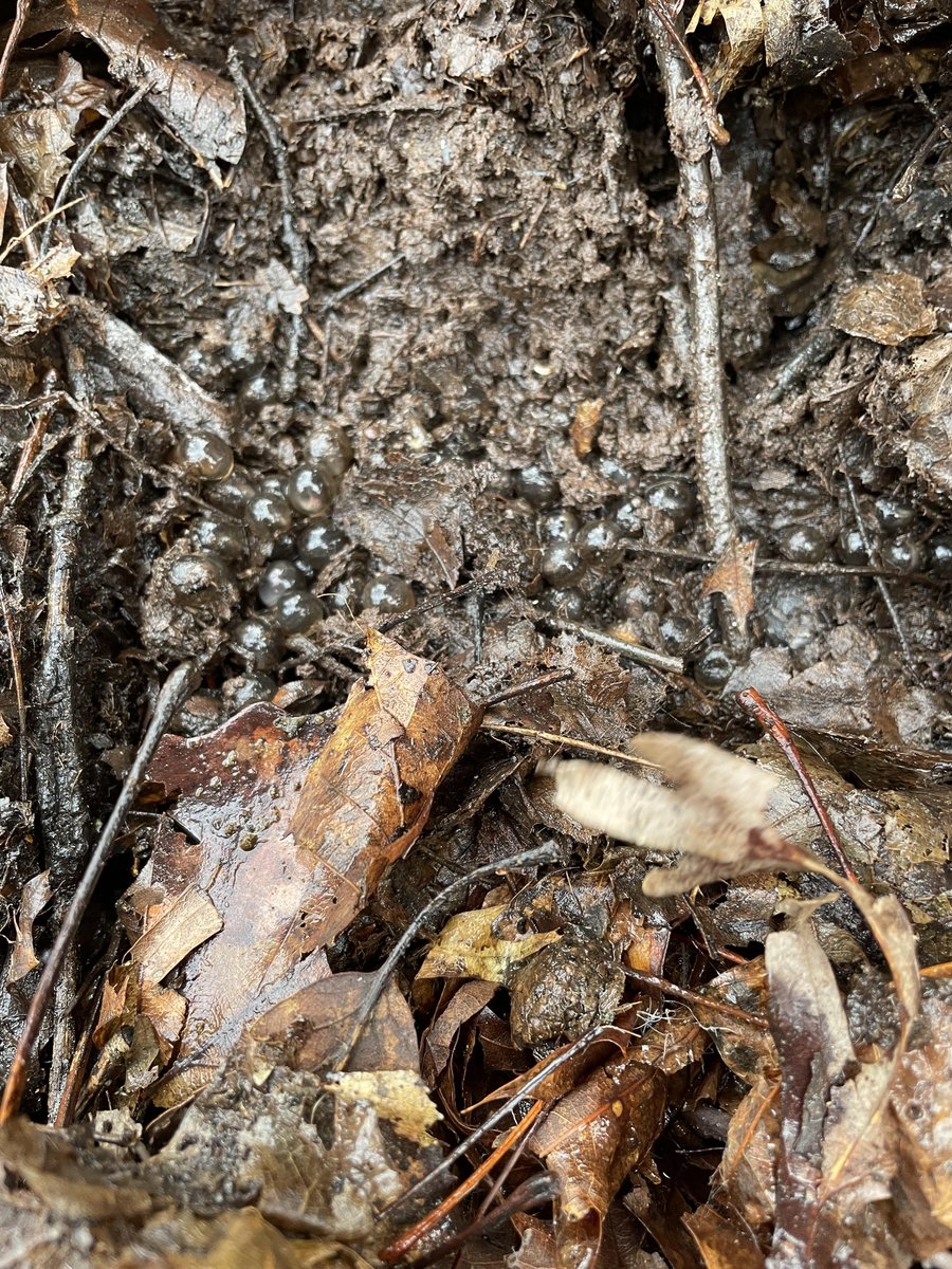 Took my 10 yo daughter to the ponds a little late this year, missed the attending females but we still found seven marbled salamander nests that hadn't been submerged...some absolutely ready to burst #amphibian #herpetology #vernalpools #salamander