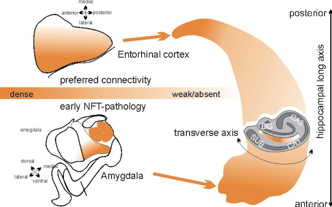 Check out our new review on the amygdala in AD, led by the fantastic Kaitlin Stouffer! It was about time that this structure receives more attention in AD - we even argue for its involvement in an additional NFT progression pathway tinyurl.com/amygdalaAD Thread below👇🧵 (1/8)