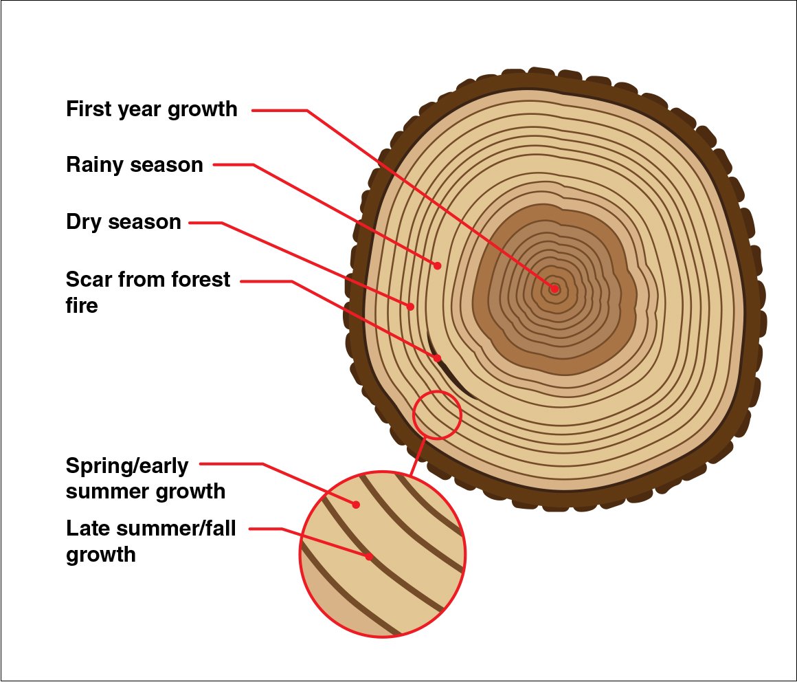Dendrochronology is a dating technique that uses the well-known tendency of trees to form rings each year. These rings look unique based on the temperature, rainfall, and length of the growing season. With these unique rings, we can find a 'fingerprint' of when a tree lived.…