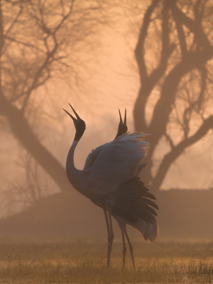 #BharatpurBirdSanctuary We are all set to chase LIGHT here today & I look forward to helping our photo tour participants in improving their photography skills.   #LearnPhotography