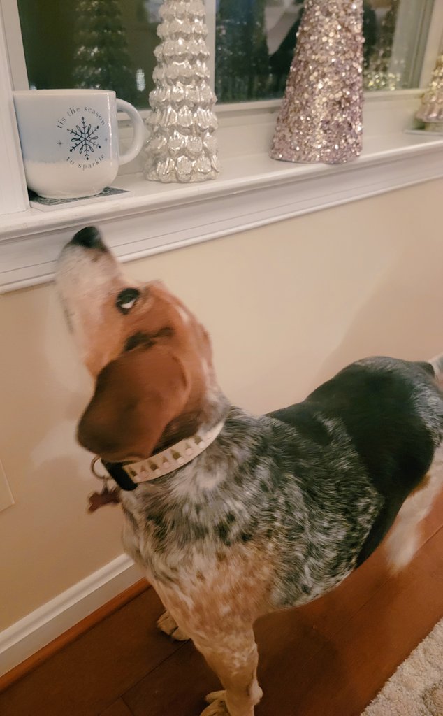 What's in the cup, mom?! <a href="/beaglefacts/">Beagle Facts</a> 🥰🐾🍨 #dogsoftwitter #beagles