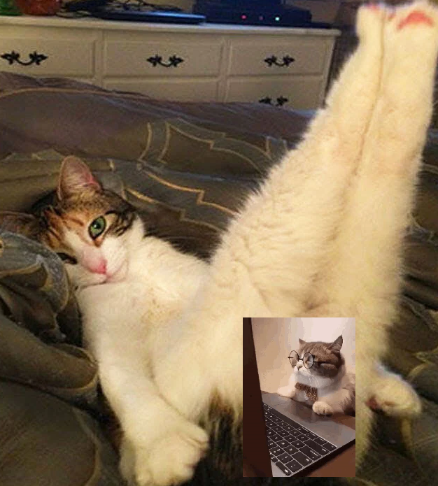 Dev is Cat tweet media