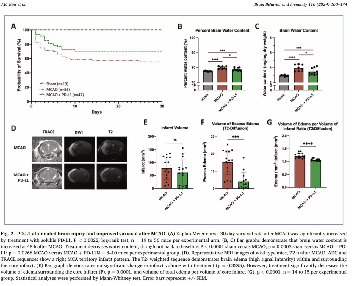 Our work out now @BrainBehavImm showing the important role immune checkpoints play in ischemic stroke! PD-1 is upregulated on monocytes after stroke, and administering PD-L1 can decrease brain edema potentially improving short- and long-term outcomes! sciencedirect.com/science/articl…