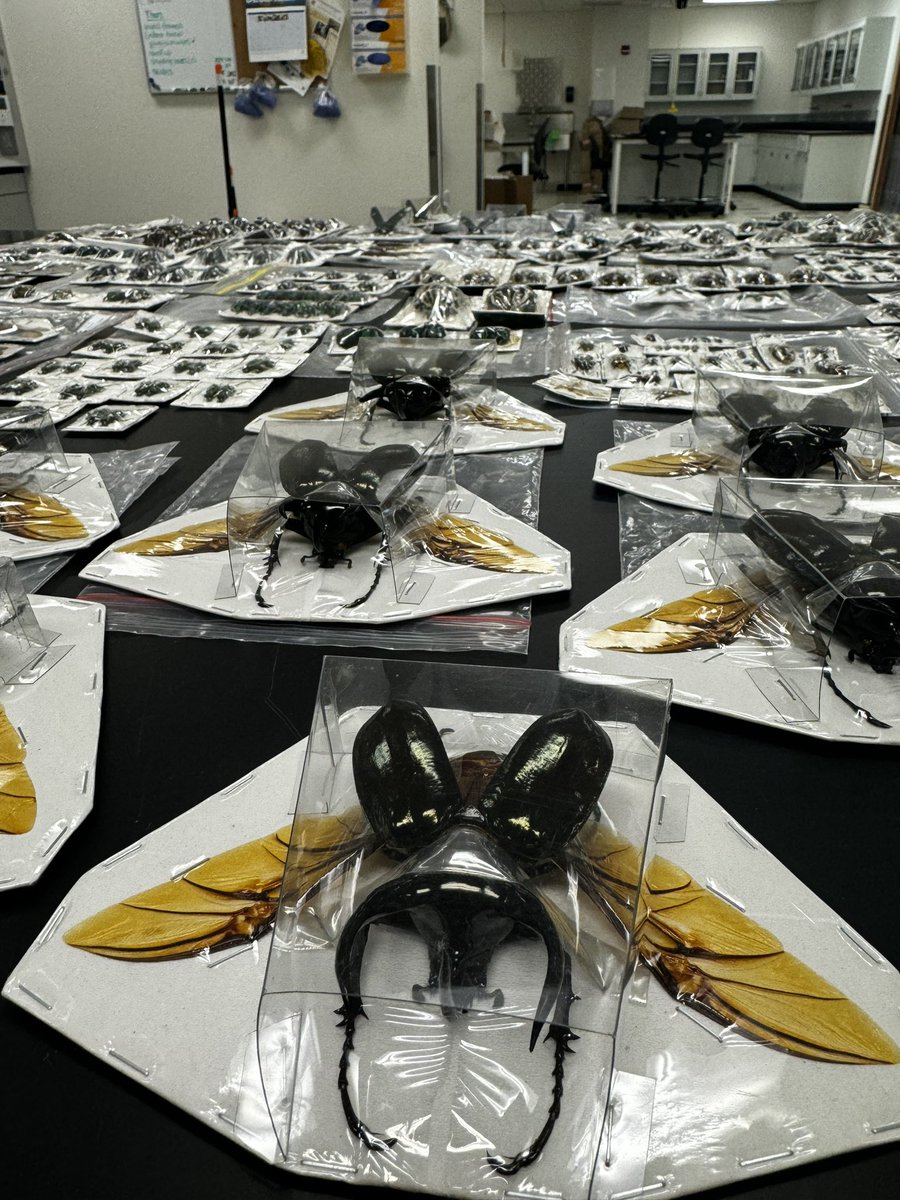 Weidner Lab (@weidnerlab) on Twitter photo Gearing up for one of our bigger research projects this upcoming spring! Can’t wait to start this one with help from @ameeds11 <a href="/InsectEvoLab/">Powell Insect Evolution Lab</a> and a few others🪲🐜#wildlifeforensics Gearing up for one of our bigger research projects this upcoming spring! Can’t wait to start this one with help from @ameeds11 <a href="/InsectEvoLab/">Powell Insect Evolution Lab</a> and a few others🪲🐜#wildlifeforensics