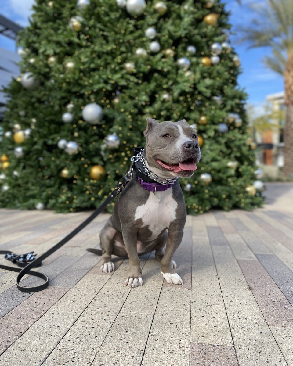 Suburban_K9's tweet image. Princess alert!!!

This is Jools!

She recently graduated from our Board and Train Program in Summerlin, Nevada!!!

#dogtraining #dogtrainers #dogtrainingadvice #dogs #lasvegasdogtraining