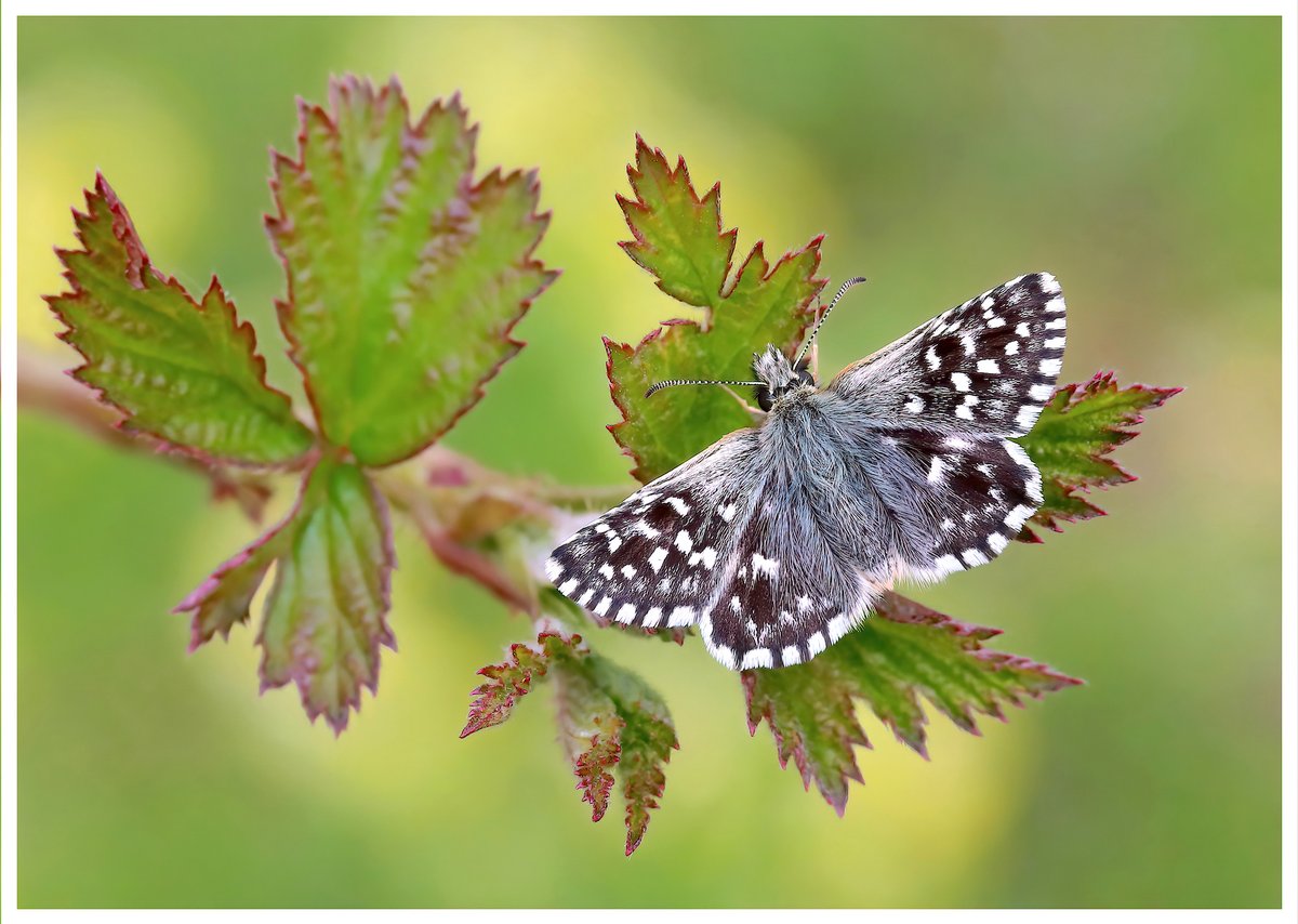 Congratulations to Mark Searle, winner of the 2023 UK Butterflies Annual Photography Competition! Mark wins a copy of British & Irish Butterfly Rarities, donated by @Greenwings . Thanks to all the competitors - all of the winning entries can be seen at ukbutterflies.co.uk/competition_al…