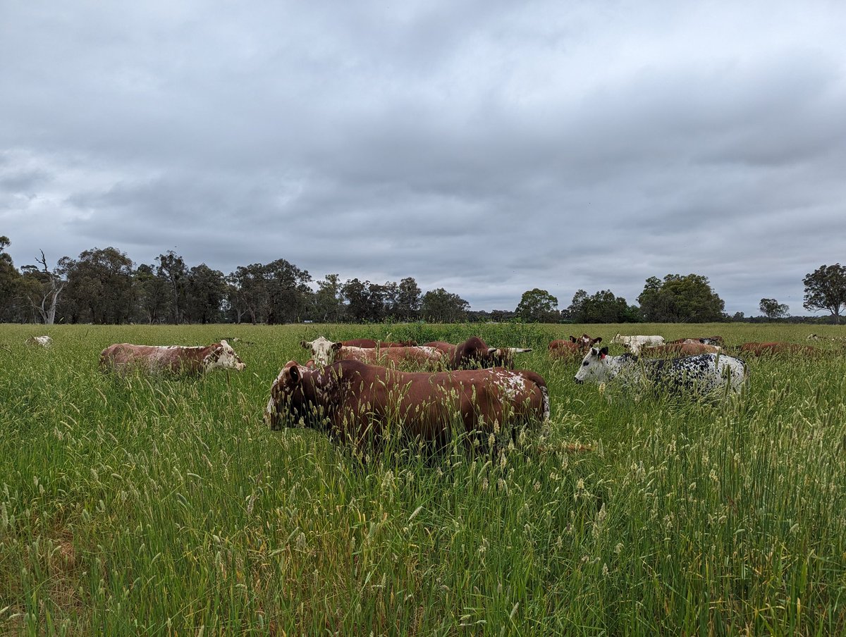 Looking at the region where I farm, I see more characteristics of African landscapes than British. This is one reason I have chosen fit for purpose #Nguni genetics.