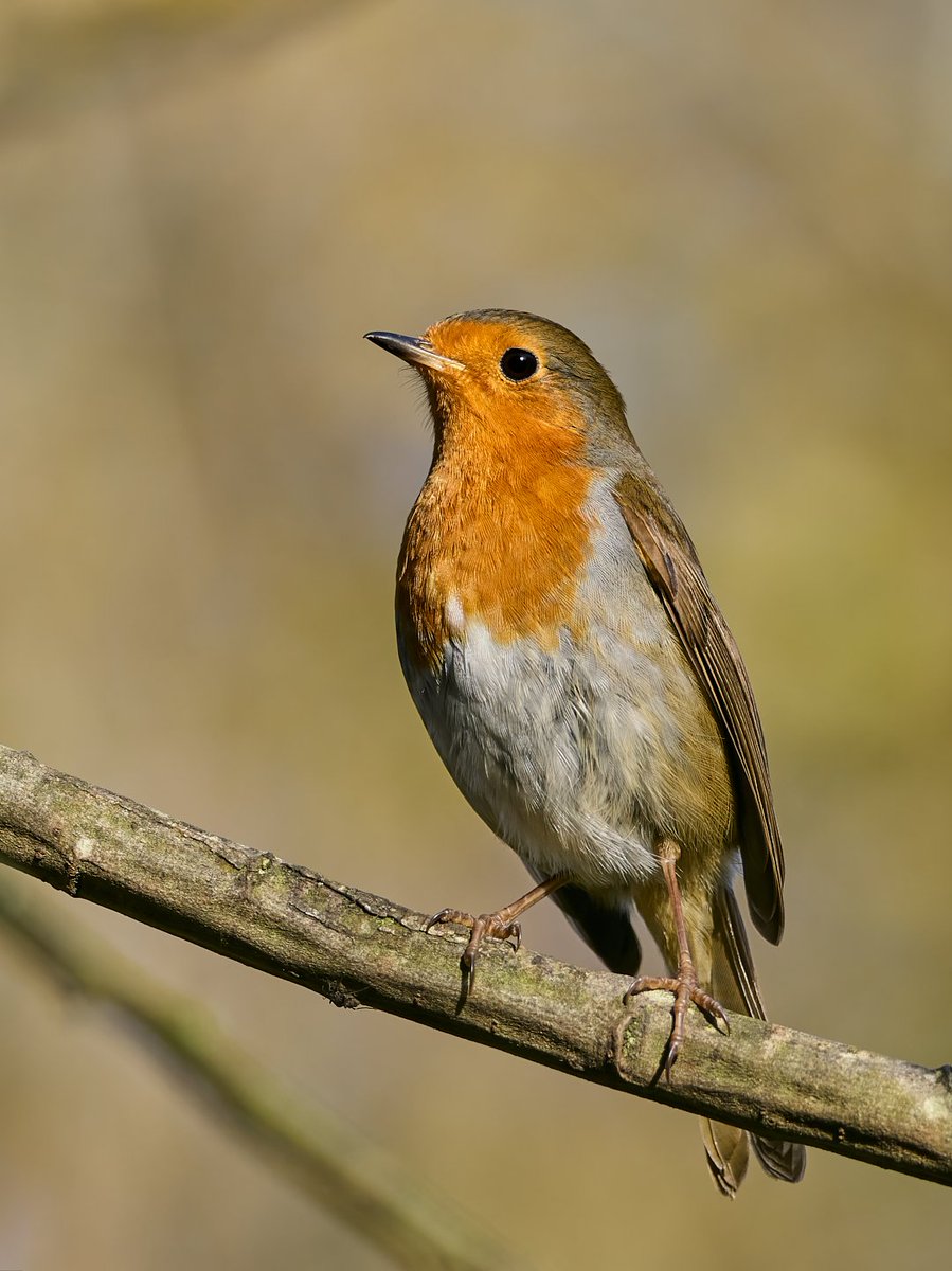 tomcdevon's tweet image. National Robin Day today, the main purpose of #NationalRobinDay is to raise awareness of the challenges that birds, such as robins and other wildlife, face during the cold winter season. #birdphotography #omsolutions #birding #loverobins #robin #devonphotographer