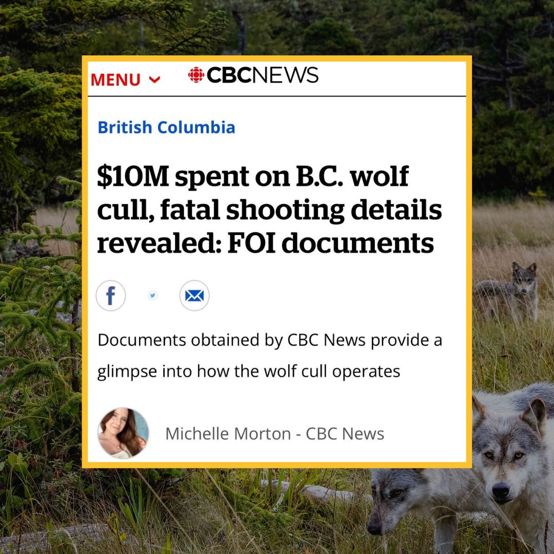 Documents obtained through a freedom of information request outlined the government of B.C. spending of over 10 million taxpayer dollars to date on the aerial gunning of nearly 2,000 wolves over the last eight years. #SaveBCWolves Read more: cbc.ca/amp/1.7065846