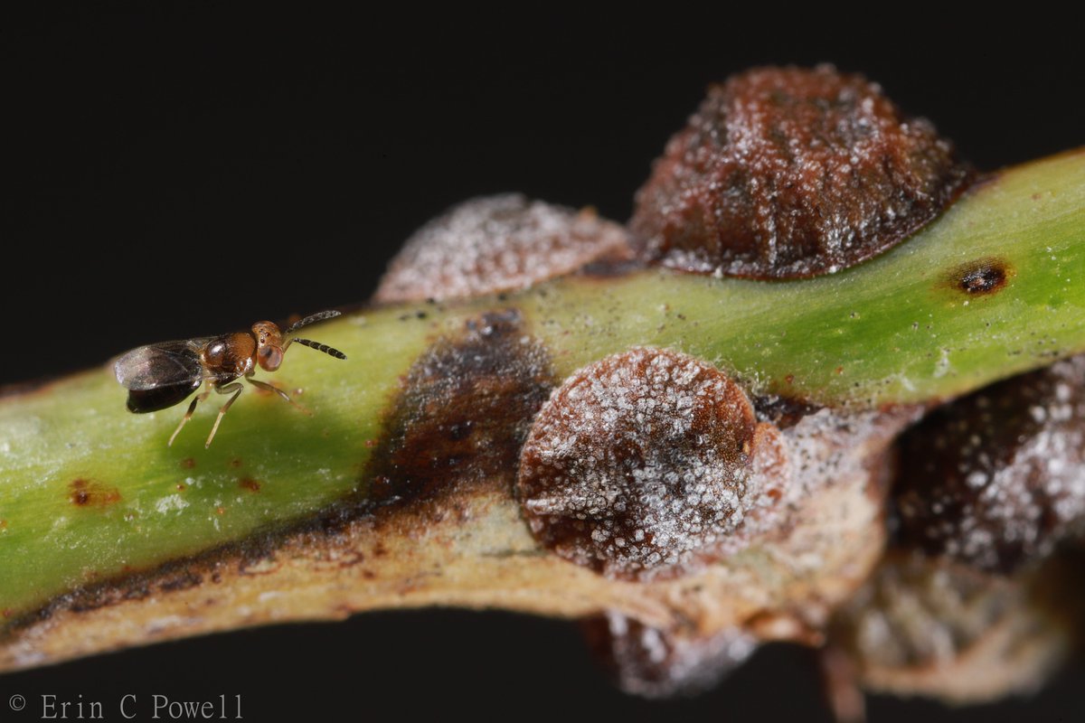 A parasitoid wasp reared from soft scale insects (Saissetia miranda) on a native coralbean. I really need to learn how to ID chalcidoids.

North central Florida
