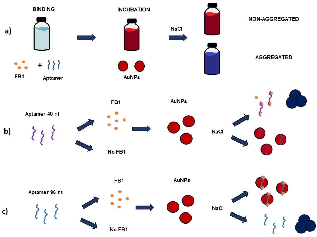 Biosensors_MDPI's tweet image. #Article
Aptamer–Target–Gold Nanoparticle Conjugates for the Quantification of Fumonisin B1 by Vicente Antonio Mirón-Mérida, et al.
doi.org/10.3390/bios11…

@MDPIOpenAccess @UniversityLeeds
#FumonsinB1 #aptamers #goldnanoparticles #UVVISspectroscopy #openaccess