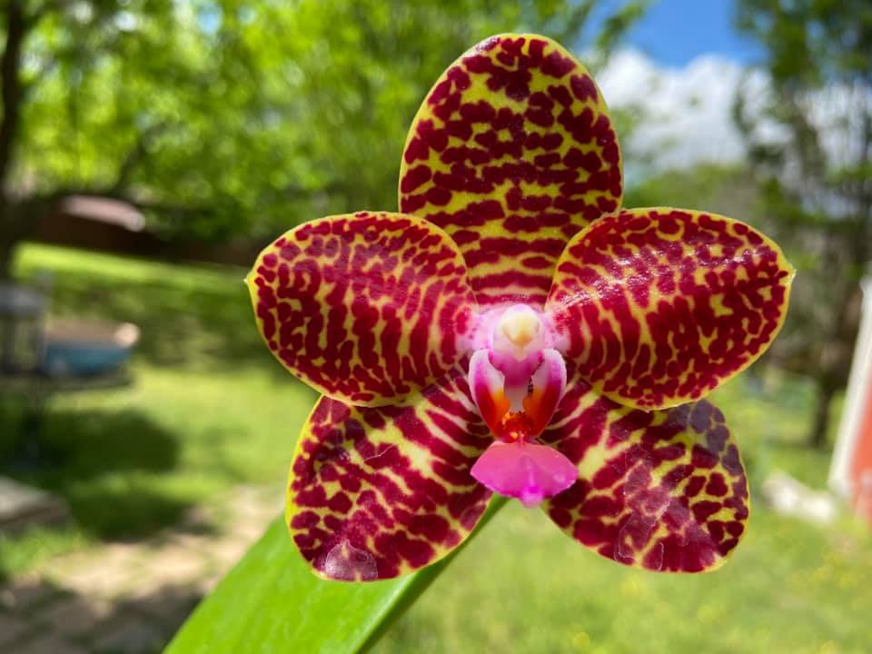 Phalaenopsis Mituo Sun x Jong's Gigan Cherry #orchids #plants