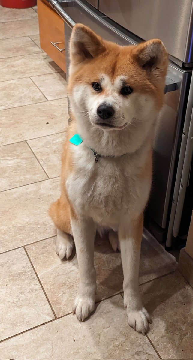 My Japanese Akita pins from @NaomiRomeroArt arrived! They are great quality, and so cute! It's awesome to have some Japanese Akita merch! Taka agrees. :3