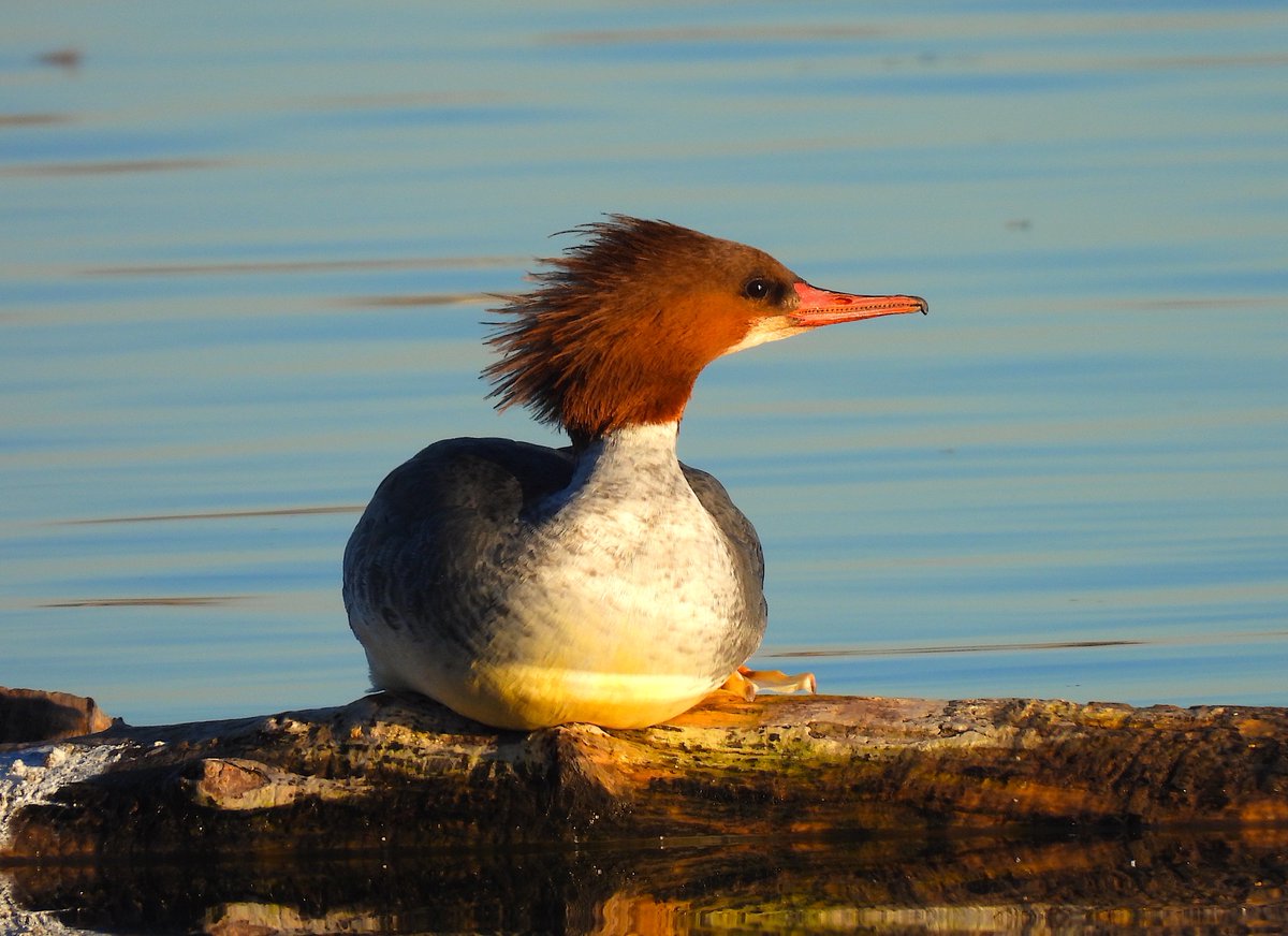 This female Common Merganser was soaking up some rays at sundown on the winter solstice a couple of hours ago. (Lafayette, Boulder Co., Colo., USA.)