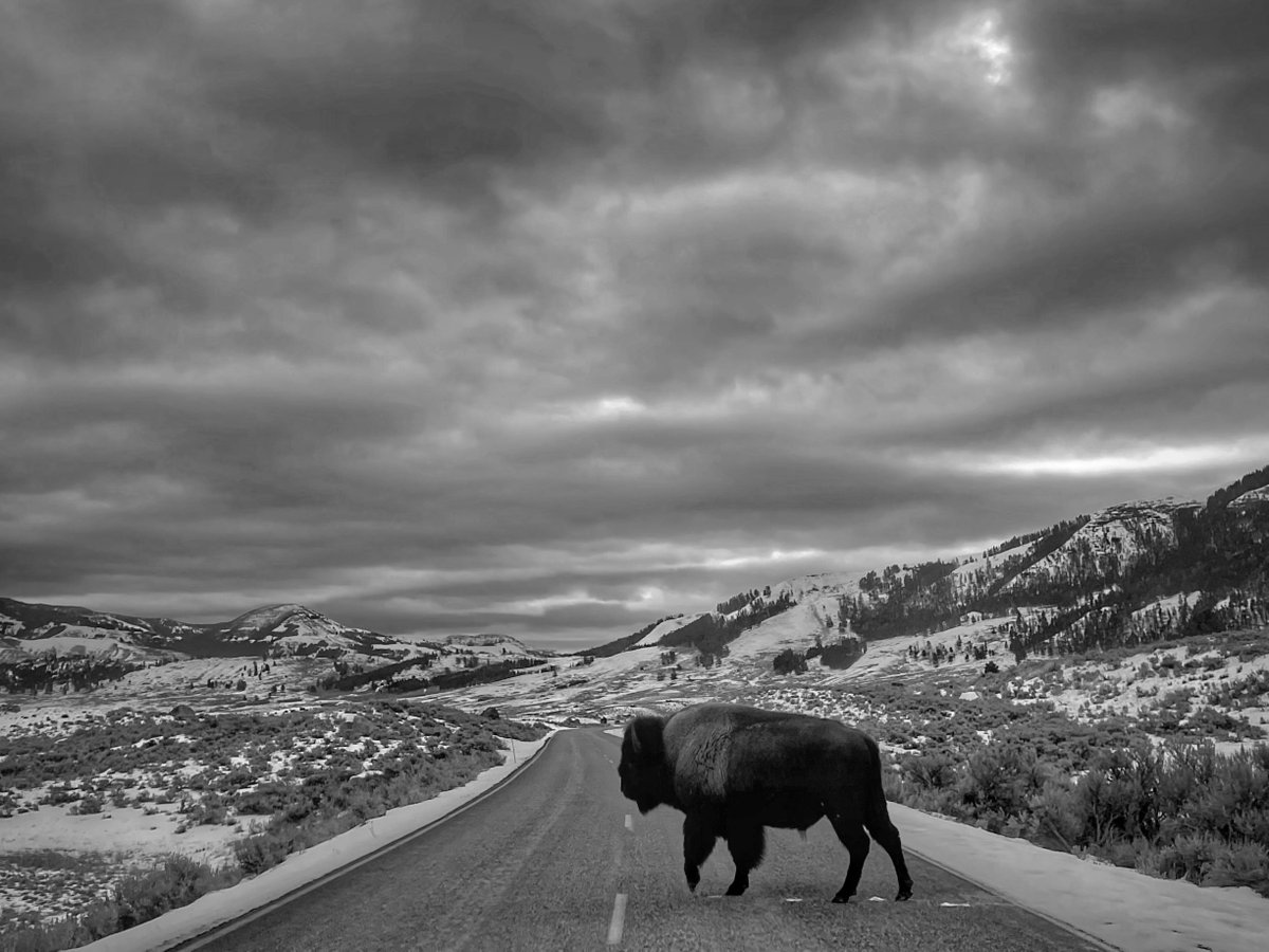 bisontattooguy's tweet image. My traffic in Yellowstone today.