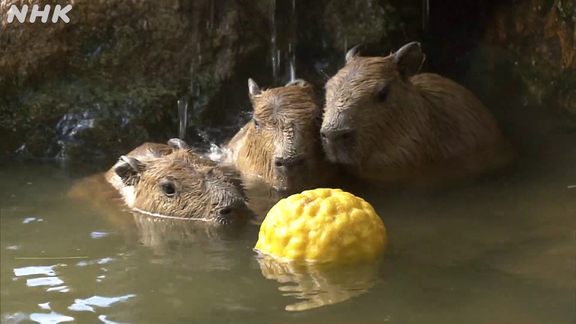 Japan House  Touji and Capybaras