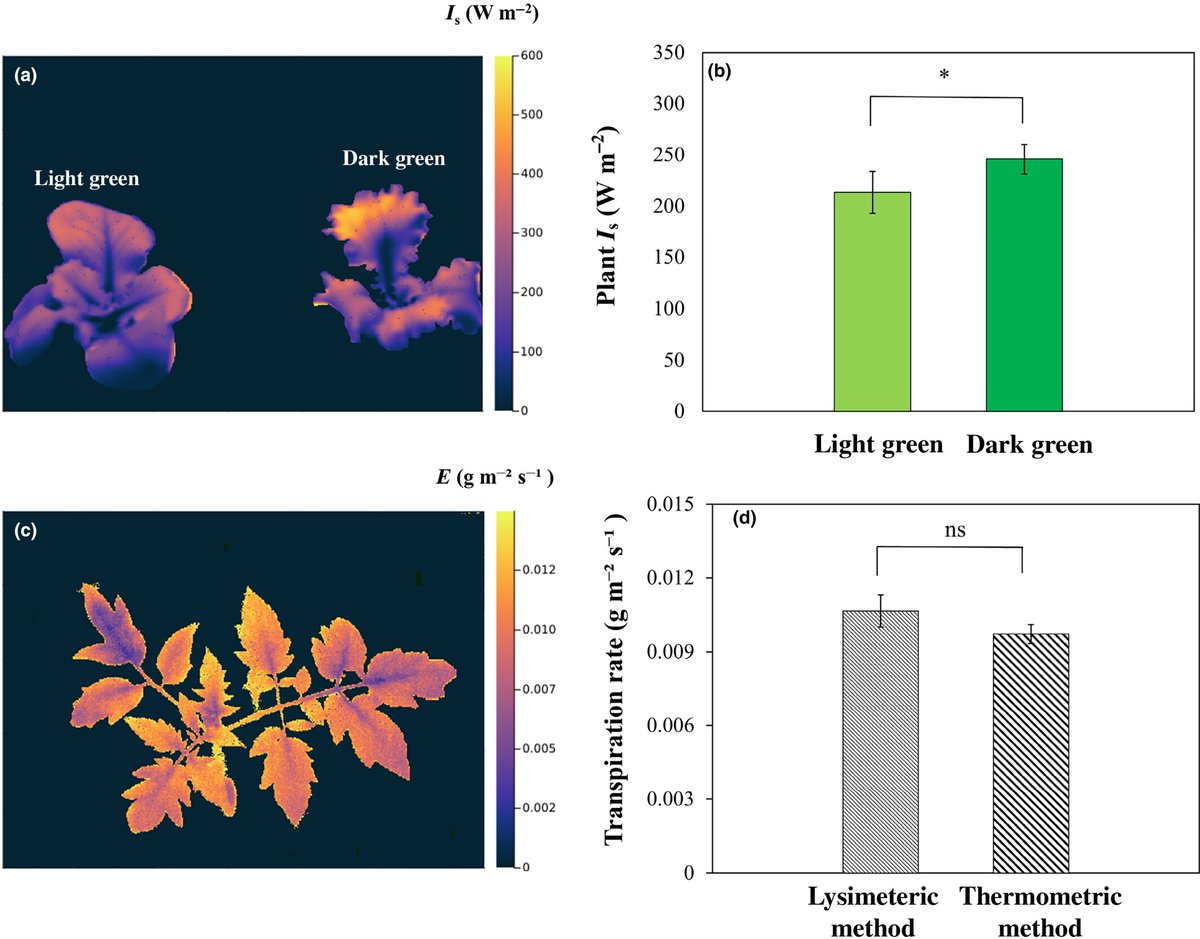 Rapid spatial assessment of leaf-absorbed irradiance 📖 ow.ly/Zph750QkXvV Methods article by Zhang et al. @SilvereVialet, @LeoMarcelis, @HppWUR
