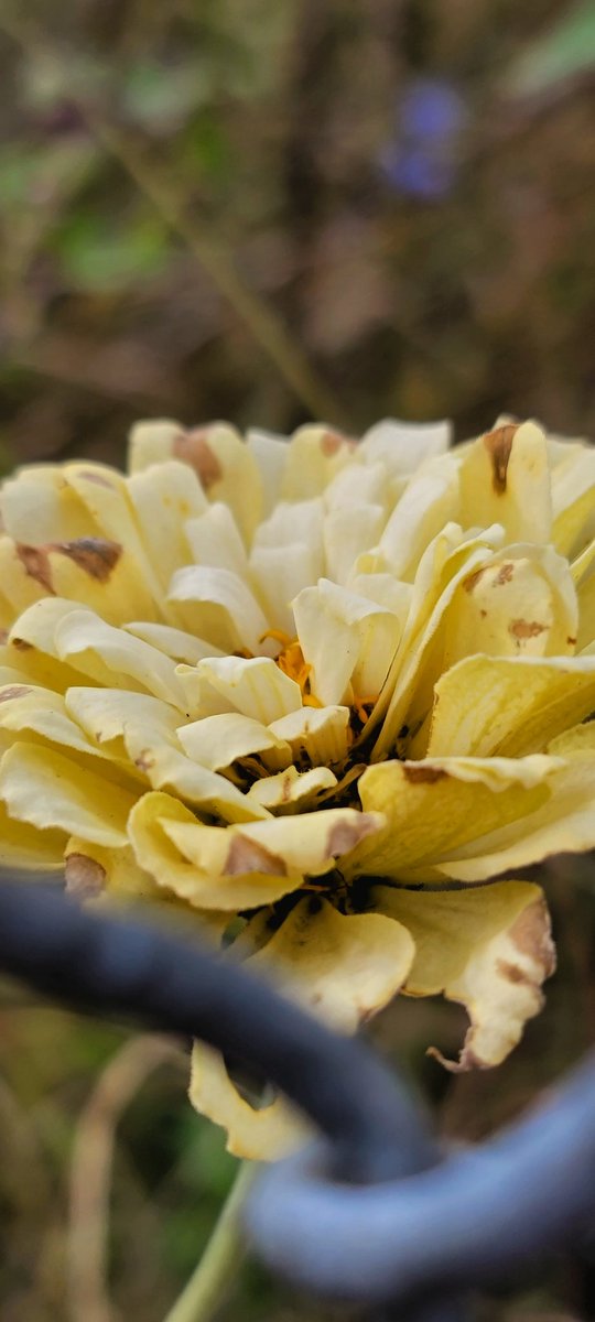 #Zinnea #flowers #nature #photography #NaturePhotography #CalicoCrew #closeupphotography