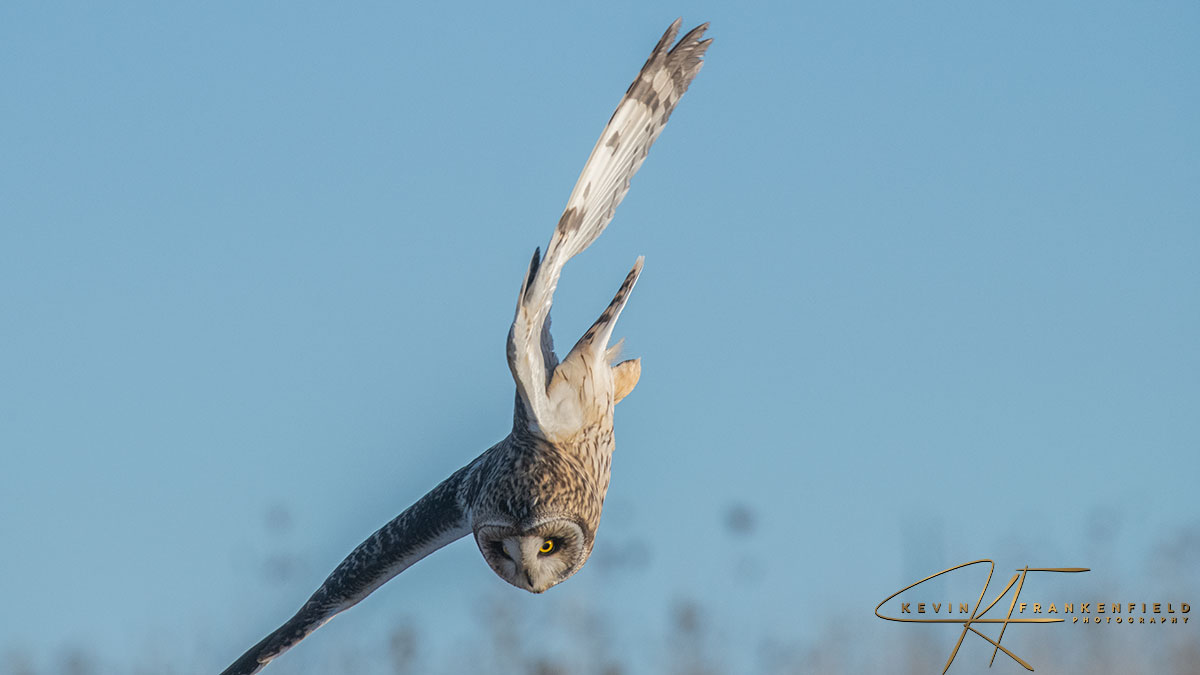 #shortearedowl #owls #birdsofprey #naturephotography #wildlifephotography #birding #birdwatching #birdwatchingphotography