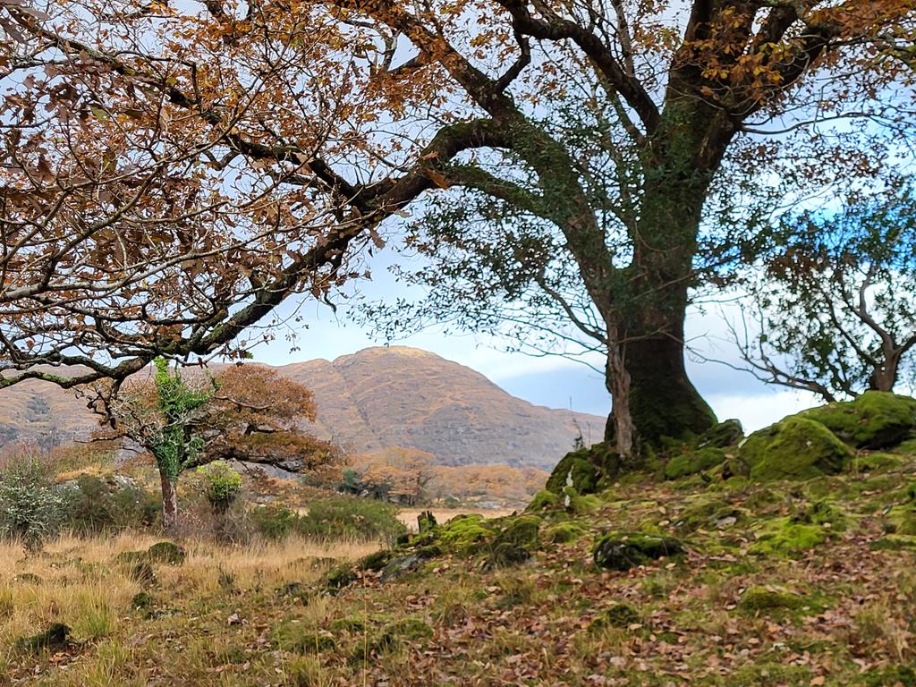 So sad and angry to see these last ancient oaks in parts of Killarney NP, unable to regenerate for at least the last half century due to invasive sika deer and goats. If it continues, when the trees die, the most important of Ireland's last rainforests will die with them.