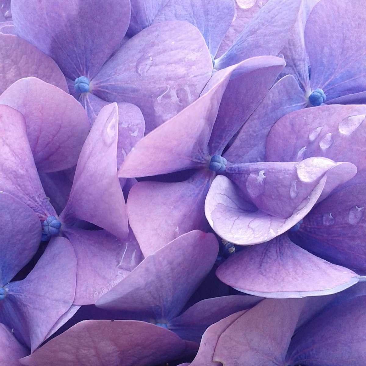 FlashDove's tweet image. GM and Happy Friday!