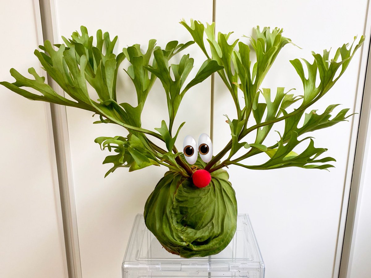 크리스마스를 맞이해 루돌프가 되기로 결심한 리들리✨