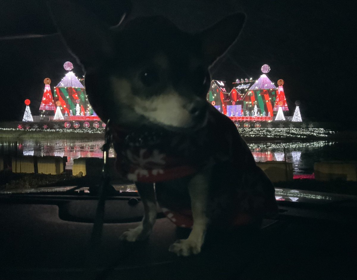 roscoe_blaze's tweet photo. More holidaying. 
More light displays. 
Best seat in the house. 
🎅🐶🤘🏼🐶🎅

#HonkForGrinch
#HonkForSanta
#LarsenLightShow 
#GoebbertsFarm https://t.co/OzCFirQTjE