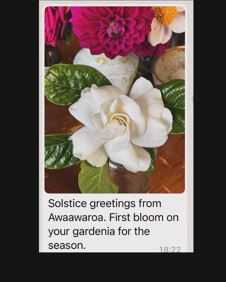 Longest night in New York. Longest day in New Zealand. My friend is ill. The night is cold. Tania just sent a picture of the gardenia I planted in her garden on Waiheke. It just blossomed. To those feeling lost, lonely, confused, afraid, betrayed, hopeless, orphaned, or even…