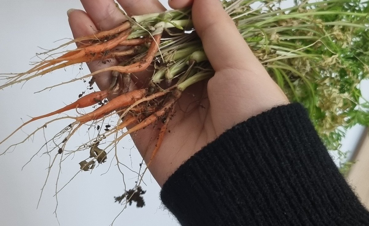 당근 수확했어요(ㅋㅋㅋ