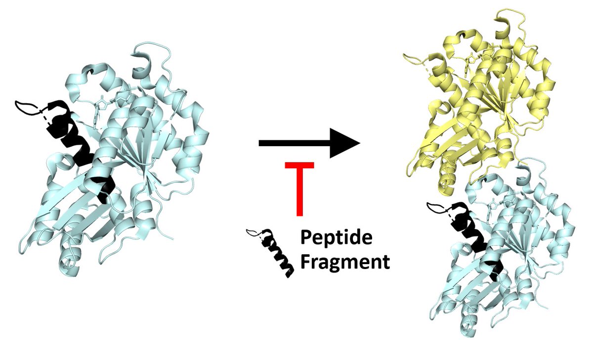 Want to design genetically encoded inhibitors of your favorite protein? Thrilled to announce our latest work w/ @SassSeabass, @keating_lab, & @GeneWeiLiLab, where we leverage massively parallel AlphaFold predictions to discover peptide inhibitors. biorxiv.org/content/10.110… (1/n)