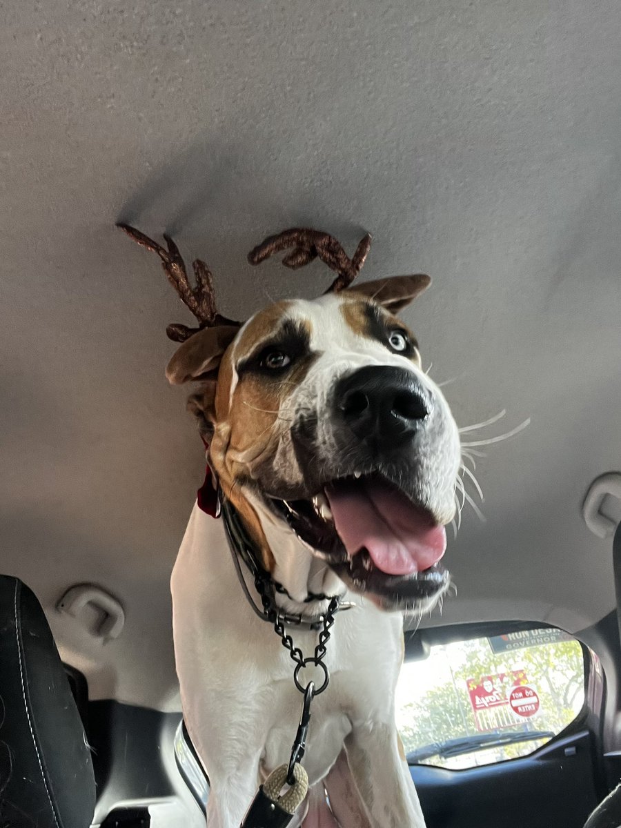 He’s working on his Reindeer 🦌 face! 🐾 #greatdane #greatdanepuppy #reindeer #christmasdog #funnydogs