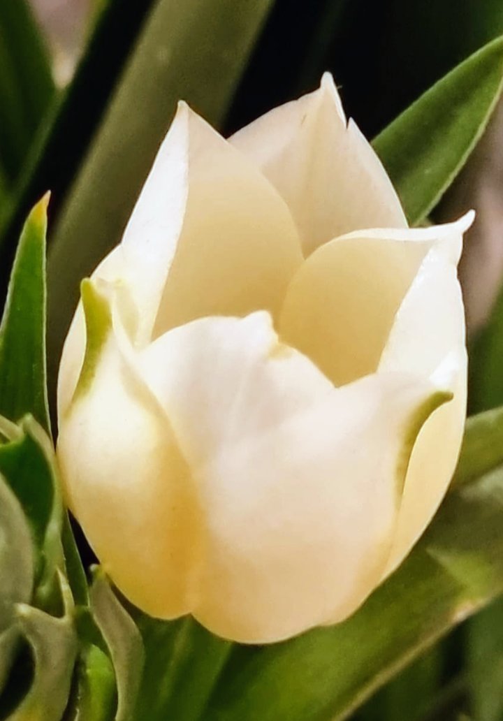Good Morning ☕🌹