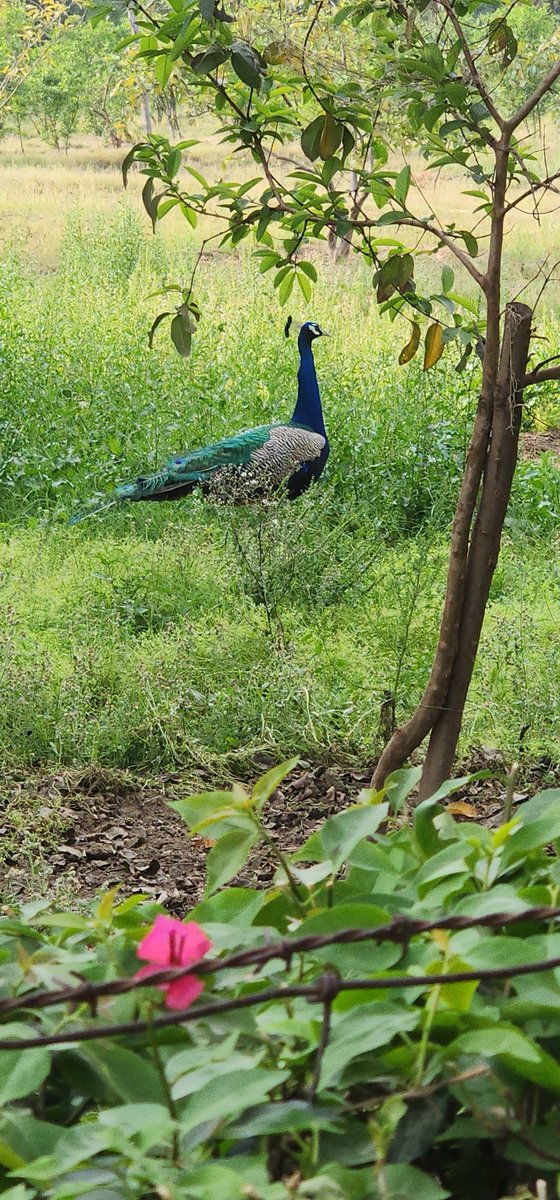 So Beautiful Nature & Peacock. 🤗🌺
#Alizasehar #Ronaldo
 #Abhiya #Abhisha #Elvisha #BiggBossTamil7 #biggbosstelugu7  #hotstar
#TaapseePannu #BiggBossTamilSeason7 #DunkiReview #Virushka #OTDirecto21D
