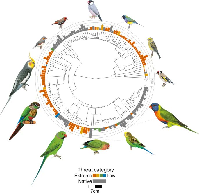 I'm super excited to share the first chapter from my PhD! We examined 14,000 online advertisements to discover which pet birds Australians are interested in, what traits make them popular, and how this relates to the risk of new invasive species 💻🦜🔍 rdcu.be/dtNsV