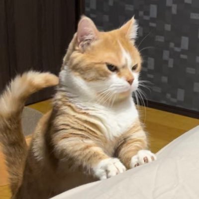 nocontextscats's tweet photo. Angy 😡 https://t.co/zUip5ILfGI