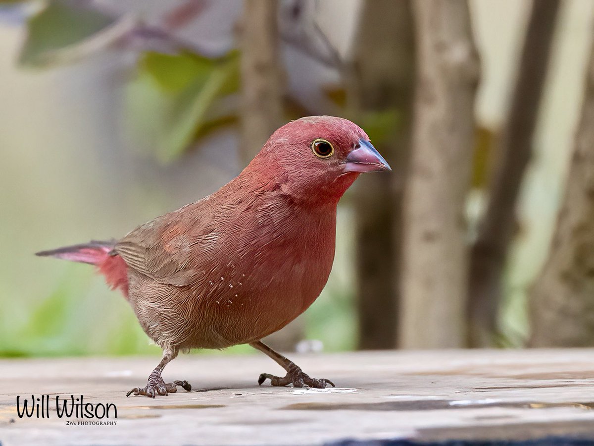 A male Red-billed Firefinch looking particularly awesome! 📍@EpicHotelSuites @NyagatareDistr #Rwanda #RwOT