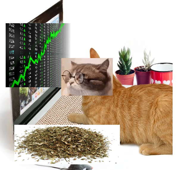 Dev is Cat tweet media