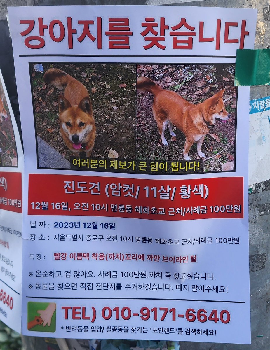 댕로 친구들아 근처에서 잃어버리셨대 🥹
날씨 넘 추버.., 까치 집에 돌아갈 수 있게 보이면 연락드리자....