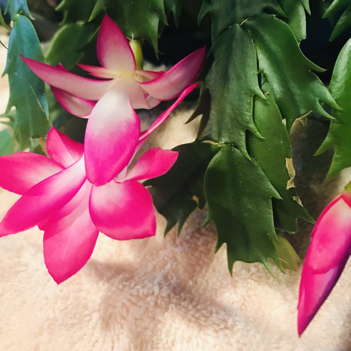 #FlowersOnFriday Christmas cactus blooms. I love the colors, the feel, and the joy of the season. #BeKind and be compassionate and be aware of those alone, and grieving. #IAMChoosingLove