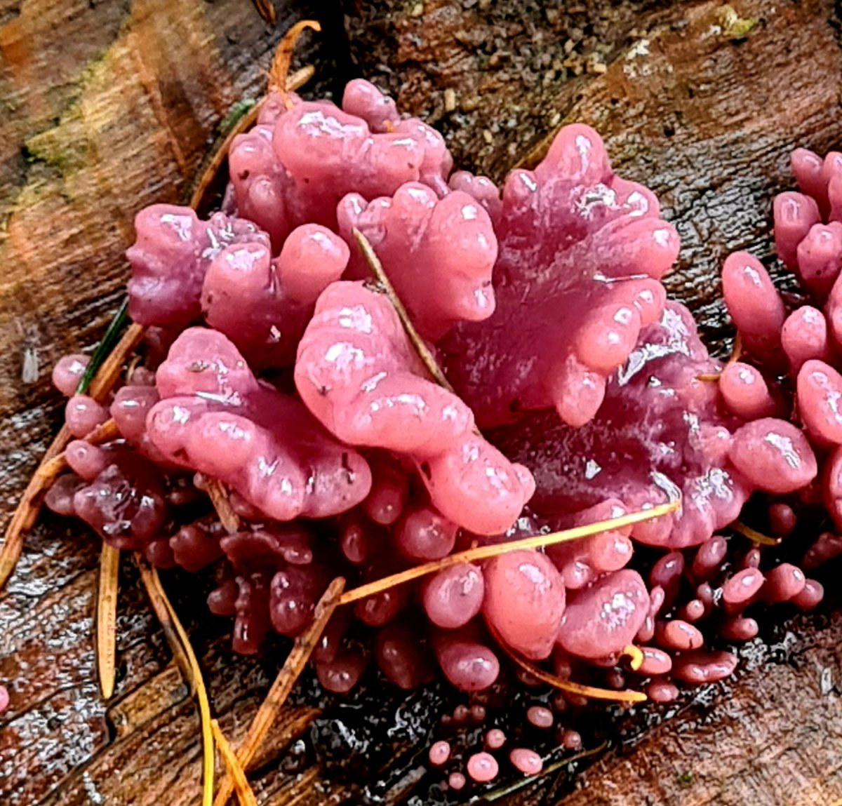 💜🩷 Purple jellydisc 🩷💜
#fungifriday #purplejellydisc
#mushroomoftheday #fungi #mushroomtwitter #fungus #channel169 #naturelovers #TwitterNatureCommunity  #NaturePhotography #fungiphotography #mycology #mushrooms #slimemold #slimemould #macrohour #jellydisc #fridayfungi