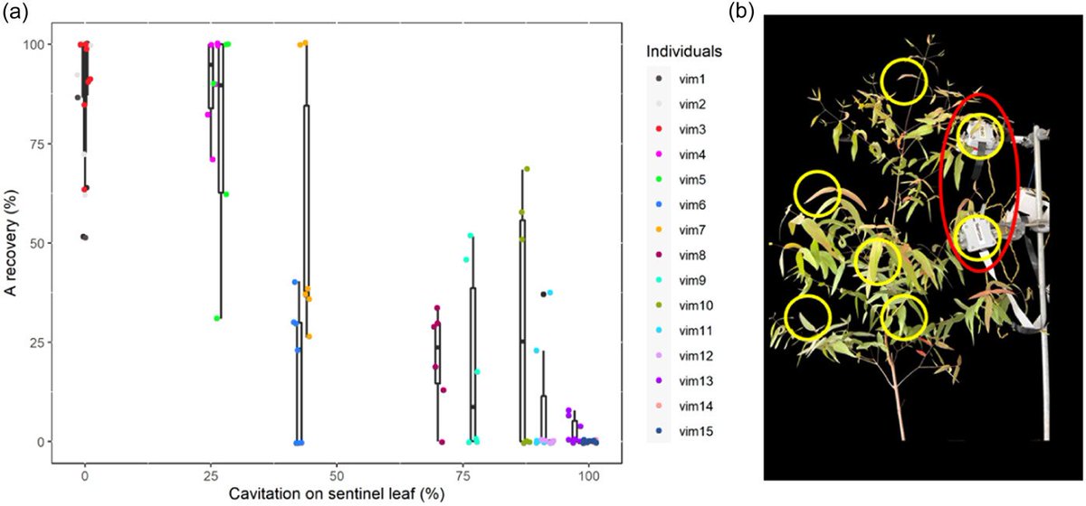 Brodribb Lab (@brodribb_lab) on Twitter photo New paper out in <a href="/PlantCellEnvir/">Plant Cell & Environment</a>
Variation in xylem vulnerability to cavitation shapes the photosynthetic legacy of drought
<a href="/Vane_Tonet/">Vanessa Tonet</a> <a href="/CoEPlantSuccess/">ARC Centre of Excellence for Plant Success</a> <a href="/IbrahimBourbia/">Ibrahim Bourbia</a>
onlinelibrary.wiley.com/doi/10.1111/pc⦠New paper out in <a href="/PlantCellEnvir/">Plant Cell & Environment</a>
Variation in xylem vulnerability to cavitation shapes the photosynthetic legacy of drought
<a href="/Vane_Tonet/">Vanessa Tonet</a> <a href="/CoEPlantSuccess/">ARC Centre of Excellence for Plant Success</a> <a href="/IbrahimBourbia/">Ibrahim Bourbia</a>
onlinelibrary.wiley.com/doi/10.1111/pcā¦