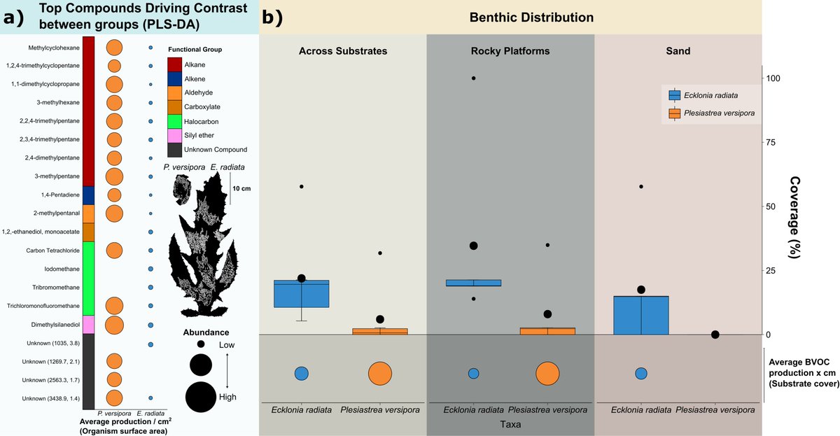 Axel Olander (@axeliolander) on Twitter photo 🪸New paper! <a href="/metabolomics/">Metabolomics</a>
doi.org/10.1007/s11306…
We analysed the volatilome of temperate benthic species for the first time, and found that a coral and kelp species within Sydney Harbour emit distinct volatile organic compounds, in differing quantities. 🪸New paper! <a href="/metabolomics/">Metabolomics</a>
doi.org/10.1007/s11306…
We analysed the volatilome of temperate benthic species for the first time, and found that a coral and kelp species within Sydney Harbour emit distinct volatile organic compounds, in differing quantities.