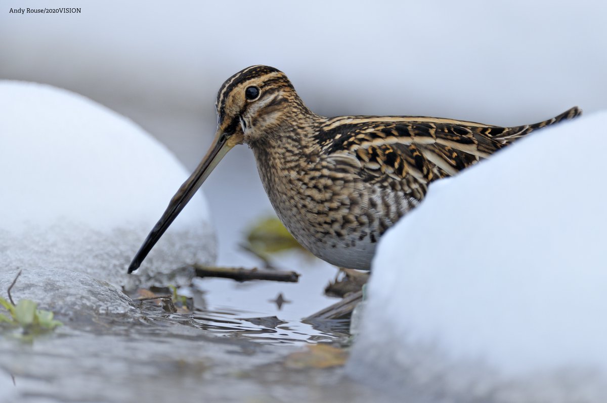 Happy Winter Solstice! ❄ What wildlife are you most excited to see this winter? 👉 wildlifetrusts.org/.../where-see-…