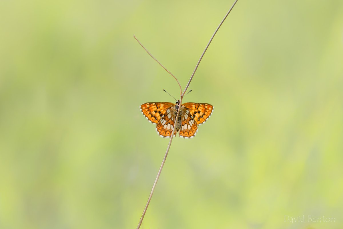 My favourite butterfly photo of '23 - or at least a version of it - is this Duke of Burgundy, taken on Prestbury Hill in May. @BC_WestMids @BC_Glos @savebutterflies #butterfly